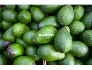 AVOCADO - 2