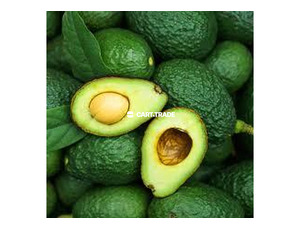 AVOCADO - 3