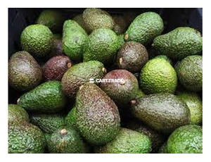 AVOCADO - 4