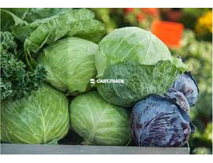 CABBAGE - 3