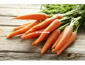 CARROT - 3