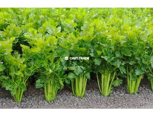 CELERY - 2