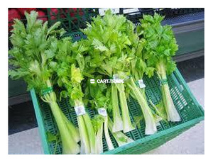 CELERY - 3
