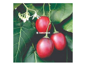 TREE TOMATO - 2
