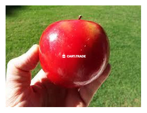 ROME APPLE/1kg - 3