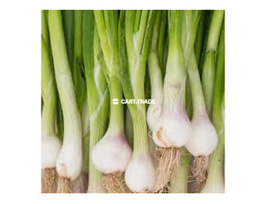 GREEN ONION/1kg - 3